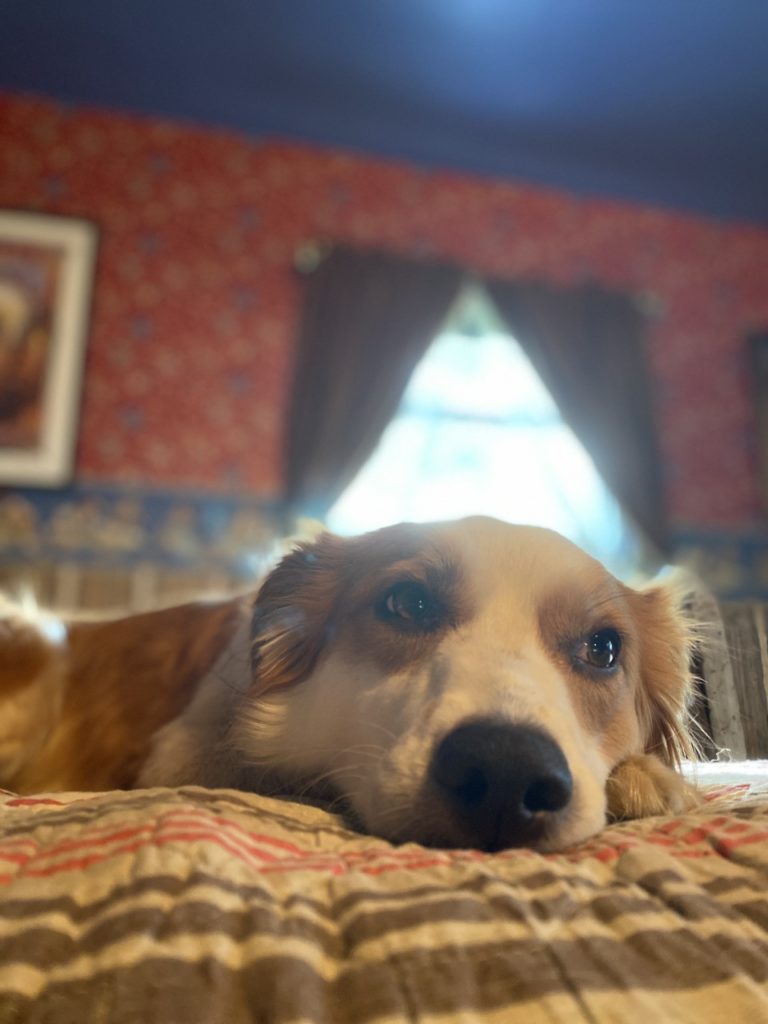 A dog resting comfortably on a bed at the Mountain Crisis Services safe house