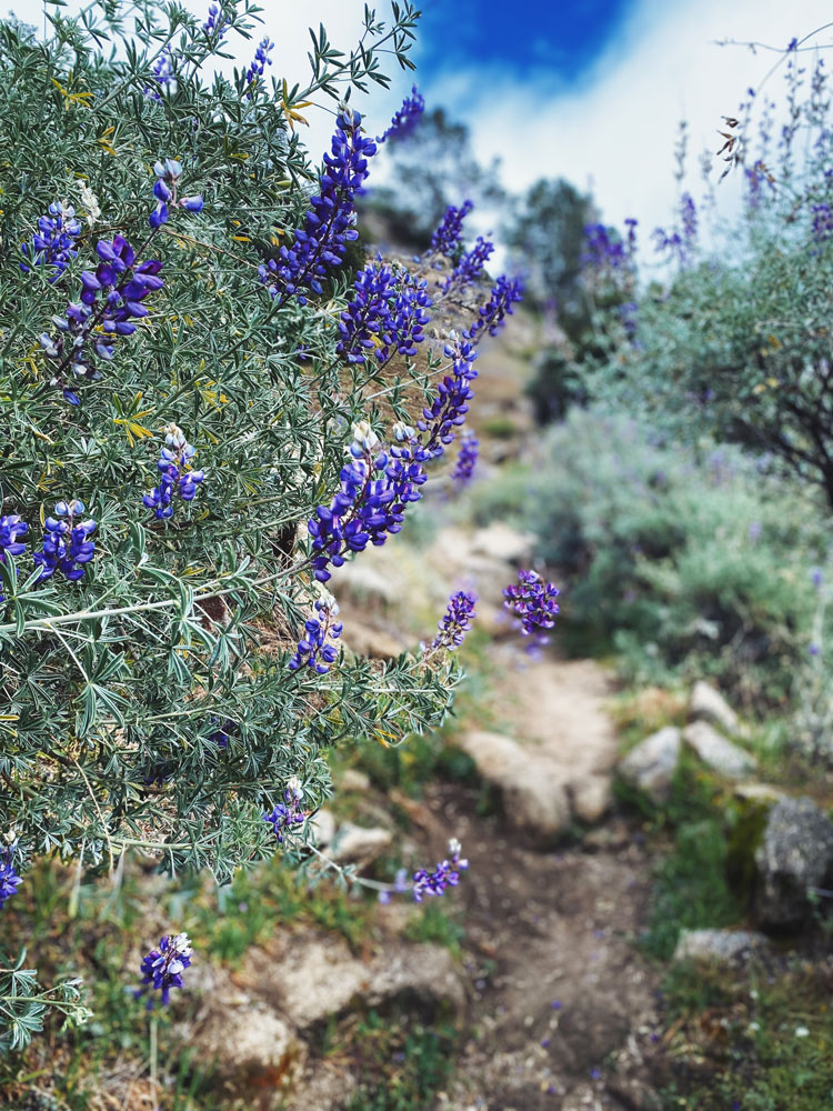 Lupine wildflowers blooming beside a foothill trail in Mariposa County
